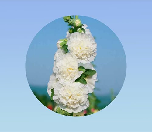 200 graines de Rose Tremiere charter's blanc - Alcea rosea - vivace - facile à cultiver