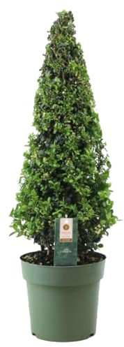 Plant in a Box - Ilex crenata Pyramid 'Agrifoglio giapponese' - Sostituto del bosso - Pianta da giardino - ⌀21 cm - Altezza 55–65 cm