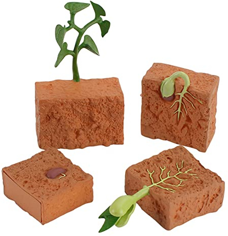 BYNYXI Modèle de Cycle de Croissance des Plantes, Cycle de Vie des Plantes Germination du Haricot Mungo Croissance des Plantes 4 Stades Evolution Jouets Enfants Jouets Cognitifs Science