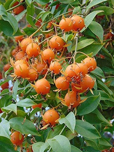 Portal Cool Rare 3 semi Groseille di Barbados (Pereskia aculeata) N01 vite semi di limone