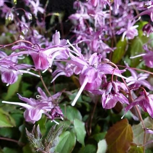 6x älvblomma - Epimedium grandiflorum lilafee - 9 x 9 cm kruka - lila blomma