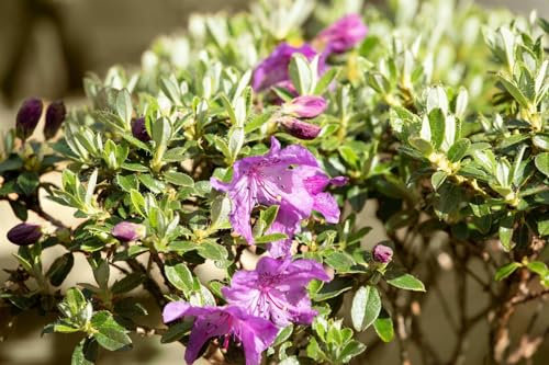 Rhododendron radistrotum 'Select' 15-20 cm – Immergrün, Winterhart, Pflegeleicht – Alpenrose – Zierstrauch für Garten & Kübel