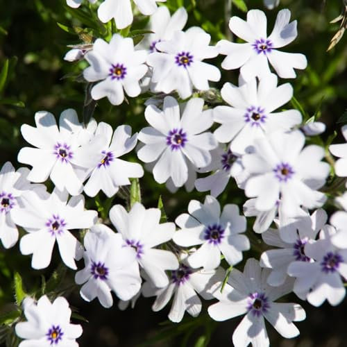 Phlox 'Pharao Blue Eye' - Hardy Evergreen Perennial for Dry Soil, Fragrant Flowers, Weed-Suppressing Ground Cover – 50x 21mm LL Plug Plant by Thompson & Morgan