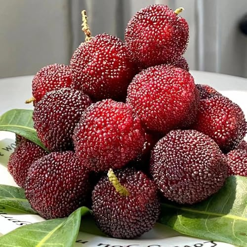 semillas de Myrica Rubra, decoración de árboles frutales, regalos sostenibles semillas de arándano semillas de frutas, decoración de jardín para exterior árboles frutales columnares, 100pcs