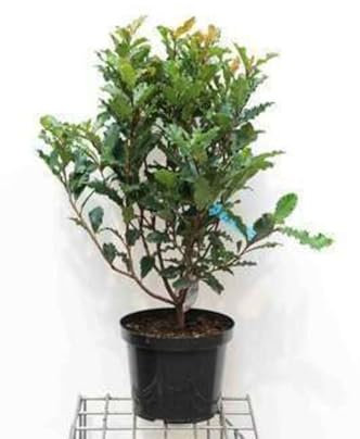 Photinia serr. 'Crunchy'® - Photinia 60-80 cm en pot