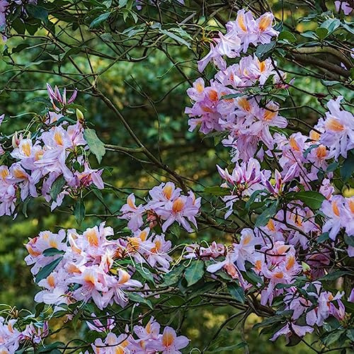Semi di azalea, giardino interno rododendro rampicanti esterno d'appartamento esotiche raro giardino roccioso balcone d'appartamento sul 180pcs