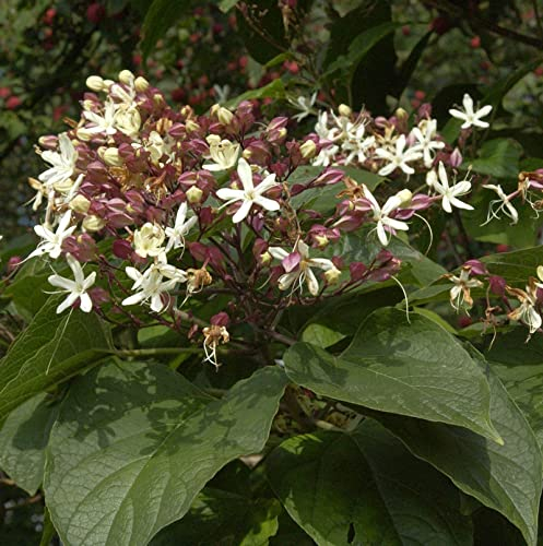 Japanischer Losbaum 100-125cm - Clerodendrum trichotomum - lebende Gartenpflanze aus den Baumschulen