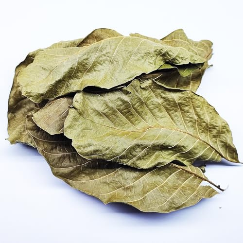 20 STK. Premium Walnussblätter Grün ganz (je 8-18cm) - Laub für Aquarium & Terrarium > Garnelen, Schnecken, Krebse, Welse | 3 in 1 = Futter, Versteck & Wasseraufbereitung