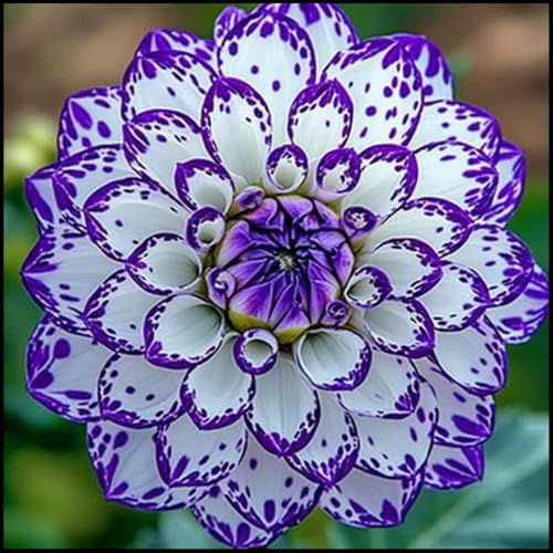 Dahlien-Rhizome/Zieht Zen und Glück an/Große und einzigartige Form/Perfekt als Gartendekoration/Winterhart/-2 Rhizome-C