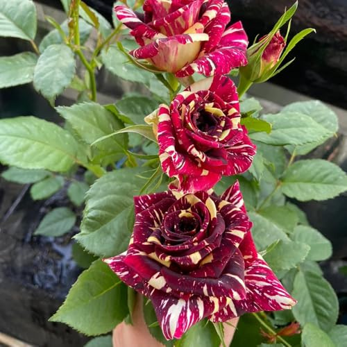 Semillas de rosal, decoración de balcón exóticas jardín rocas resistentes semillas arbustos en invernaderos balcón 200pcs