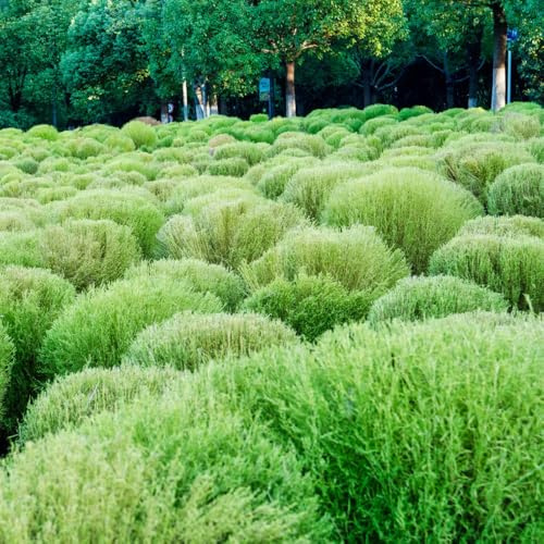 semi di cipresso estivo Giardino roccioso resistenti per il pieno sole biologici per esterno tappezzanti in vaso rialzata decorazioni giardino 400pcs
