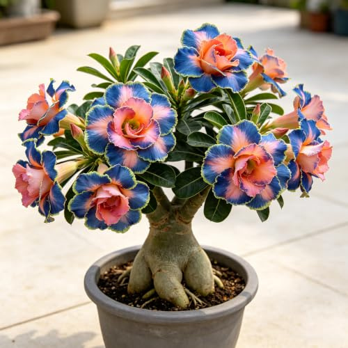 tubérculo de rosa del desierto fácil de cuidar rizoma decoración jardín en balcón Cubresuelos resistentes raros primaveral 4pcs