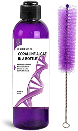 Coralline Algae in a Bottle Purple Helix Live Algae Spores for Saltwater Aquarium and Reef Tanks