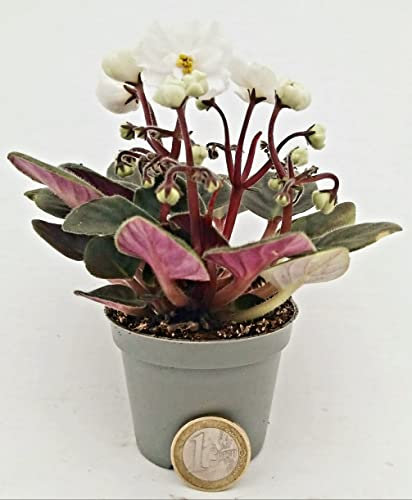 POWERS TO FLOWERS - SAINTPAULIA BIANCA MICRO IDEALE PER TERRARIUM, VASO 5,5CM, VIOLETTA AFRICANA, pianta vera
