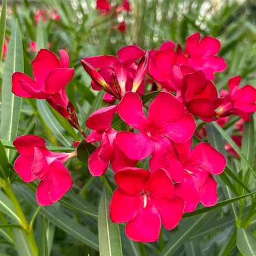 semillas de adelfa resistentes - jardín Camas elevadas 20pcs