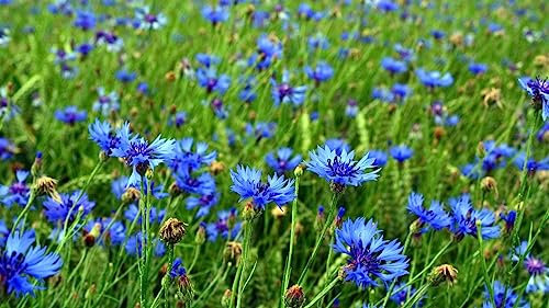 Cornflower Double Blue Flower Seeds Wildflower Cornflower Blue Ball - Centaurea Cyanus Flower UK (250 g)