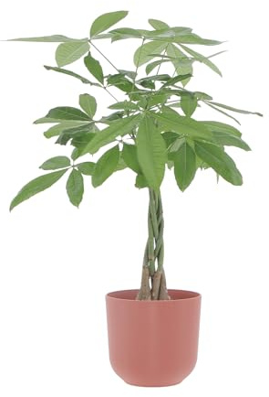 KENTIS - Pachira Acquatica - Pianta Portafortuna - Piante da Interni Vere - H 80-90 cm Vaso Ø 17 cm