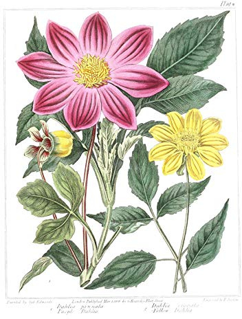 Dahlie Kunstdruck, Blume, Violett / Gelb