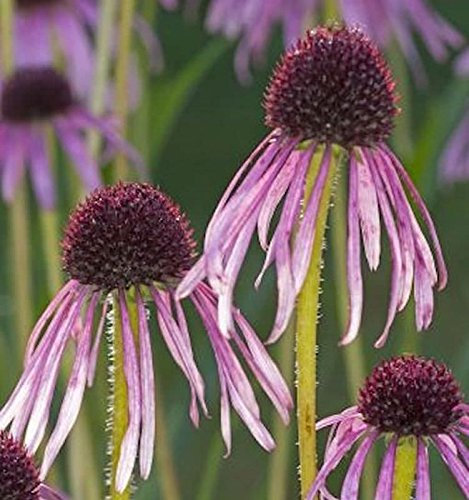 Schmalblättriger Sonnenhut - Echinacea angustifolia - lebende Gartenpflanze aus den Baumschulen