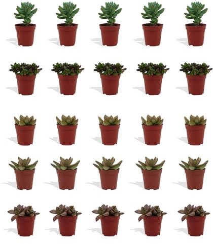 DutchLeafs Sedum Mix 20 Stück Verschiedene Mini-Sukkulenten - Topf 5,5 cm - Crassulaceae Mauerpfeffer Fetthennen Sukkulent Kleine Pflanzen Sammlung Pflegeleicht - Höhe 8-15 cm