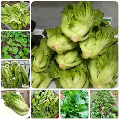 Senfsamen, balkon Senf, Brassica juncea, balkongarten gemüsepflanzen alte sorten gemüsesamen 250Samen