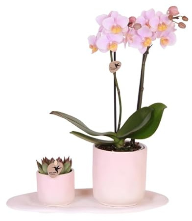 Orquídea rosa Phalaenopsis Andorra y suculenta en maceta de cerámica con bandeja, juego de plantas Valentine Gradience Pink – Set de regalo para San Valentín, amor y decoración