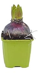 Bulbo de Jacinto Natural Hyacinthus Orientalis Planta con Flores de Colores Mixtos