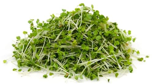 Italian Sprout - Semi per germogli - Rucola coltivata Matisse - 500 gr.