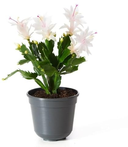 Cactus de Navidad Natural: Planta Navideña Fácil de Cuidar