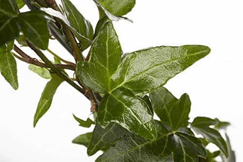 Hedera helix 150-200 cm – Immergrün, Winterhart, Pflegeleicht – Efeu – Kletterpflanze für Fassade & Rankhilfe