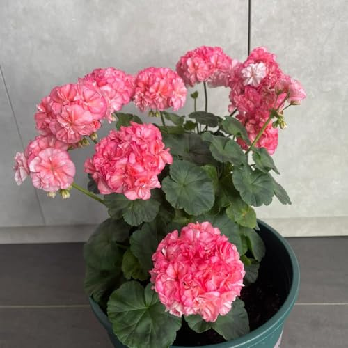 semi di geranio perenni - selvatici balcone da appartamento esotiche resistenti 750pcs