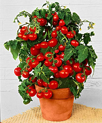 Prademir – Cocktailtomaten Samen/Bonsai-Tomaten Samen “Minibel” – Tomatensamen handverlesen aus Portugal – Tomatensaat mit hoher Keimrate für Fensterbank & Topf (1000 Samen)