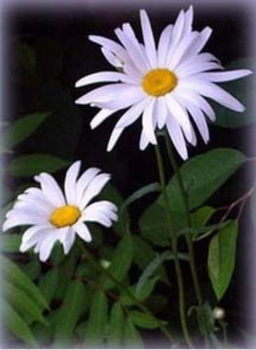 Graines de marguerite Shasta