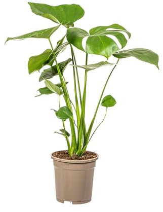 Monstera Deliciosa Tauerii - 50-60cm - Ø17cm - Zimmerpflanze - Immergrün