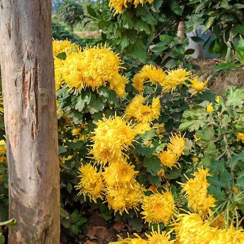 semi di crisantemo resistenti - giardino vecchie varietà di biologici tappezzanti 100pcs