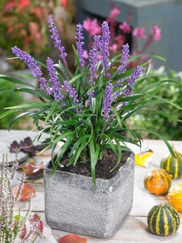 Liriope muscari 'Moneymaker' 11x11 cm Topf – Winterhart, Mehrjährig, Pflegeleicht – Lilientraube – Bodendecker für Schattenbeet & Unterpflanzung