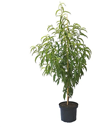 Nektarinenbaum Teller- Nektarine Plattnektarine Buschbaum 110-140 cm 10 Liter Topf Pr. pumila