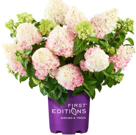 First Editions - Hydrangea pan. Vanilla Strawberry (Panicle Hydrangea) Shrub, #2 - Size Container