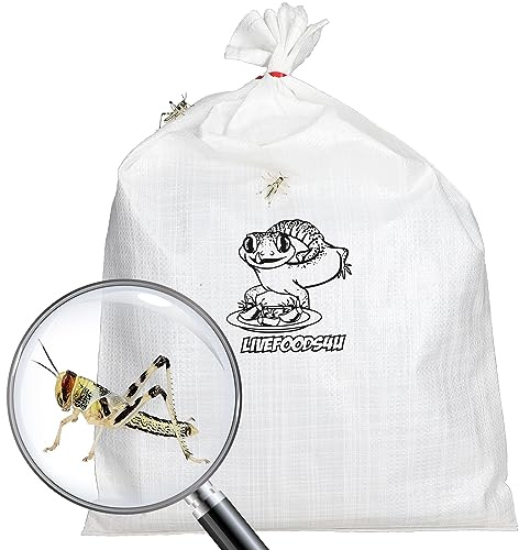 Livefoods4u Live Locusts Large x 100 (2-3.5cm) | Bulk Bag Livefood for Bearded Dragons, Lizards & Monitors | Sustainably UK Bred High Protein Feeder Insects | Fresh Daily Delivery