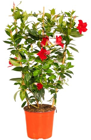 Bonplants Dipladenia, Pianta Fiorita Rampicante da Esterno, Sempreverde (Rossa Spalliera, Vaso 19, h 75 cm)