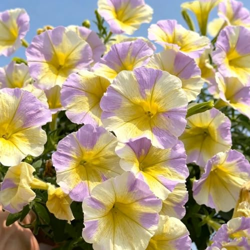 semillas de petunia colgantes rápido crecimiento Decoraciones 500pcs