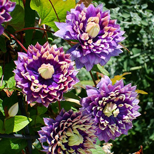 Clematis Climbing Hardy Perennial Garden Plant Multi Coloured Flowers for Trellis, Fences, Walls, & Patios Clematis Taiga 1 x 9cm Pot by Thompson & Morgan