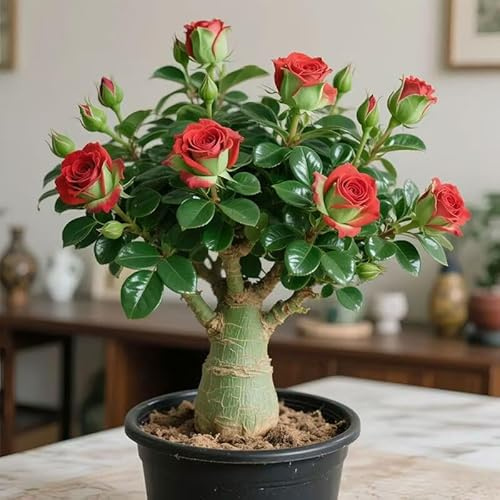 Rose du désert résistante au froid et à la sécheresse (1 tube), fleurit toute l'année et crée un jardin fantastique spécialisé dans la culture de zöhlen (Flammenberg)