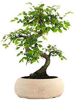 Olmo Bonsai, Bonsai di Zelkova Altezza 28 cm, Pianta Vera, per Interno ed Esterno - Vaso Artigianale di Terracotta- Bianco