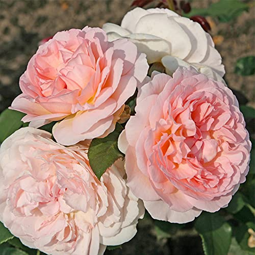 Heirloom Roses Parfuma® Bliss Rose Bush - Pink Floribunda Rose Plant for Outdoor Planting