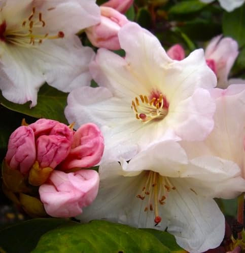 Rhododendron Hybride  Blueshine Girl  Großblumige Alpenrose 30-40 cm hoch