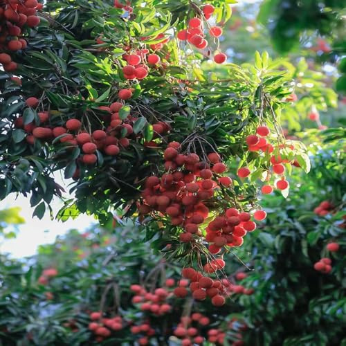 Semillas lichi, semillas para de balcón resistentes, decorativas exóticas techo verde del jardín interior de 55pcs