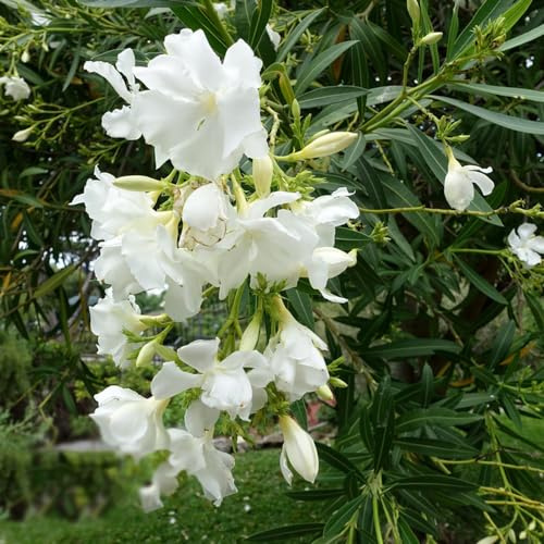 adelfa - semillas de perennes semillas de silvestres, siembra otoño silvestres jardín del balcón arbustos resistente jardín 15pcs