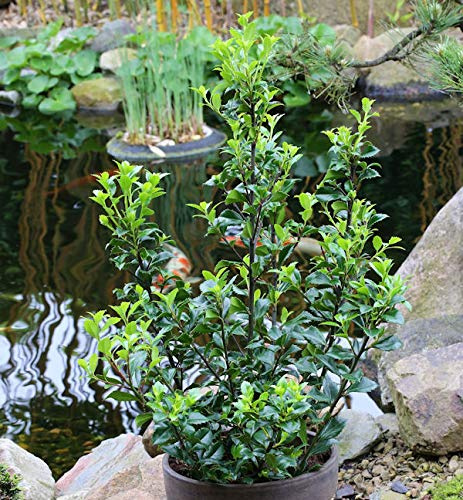 Stechpalme Ilex Heckenstar® 30-40cm - Ilex meserveae - lebende Gartenpflanze aus den Baumschulen