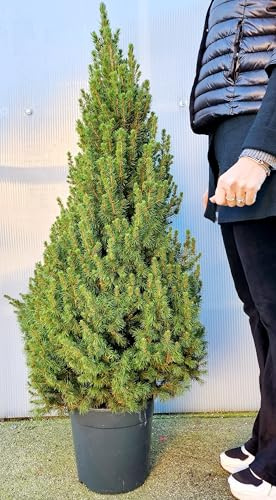 POWERS TO FLOWERS - ALBERO DI NATALE CON RADICI, PINO NATALIZIO, ABETE NATALIZIO, ALTEZZA 120CM, VASO 24CM diametro, OFFERTA ULTIMI PEZZI!! piante vere